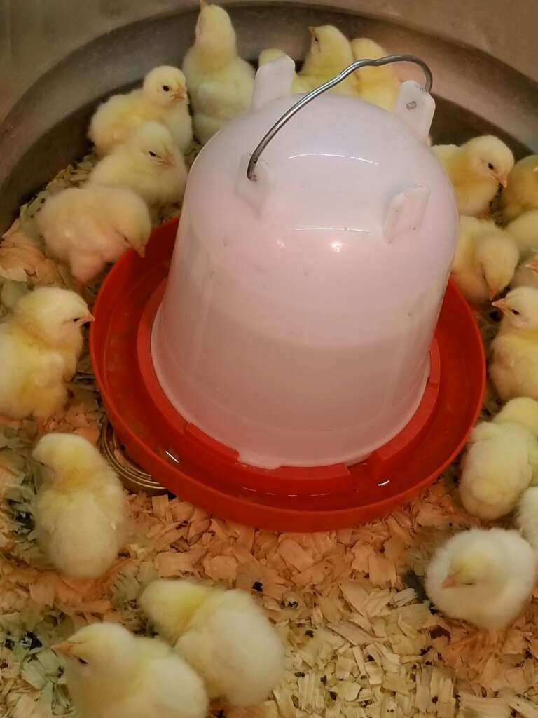 BABY CHICKS! Raising Chickens!