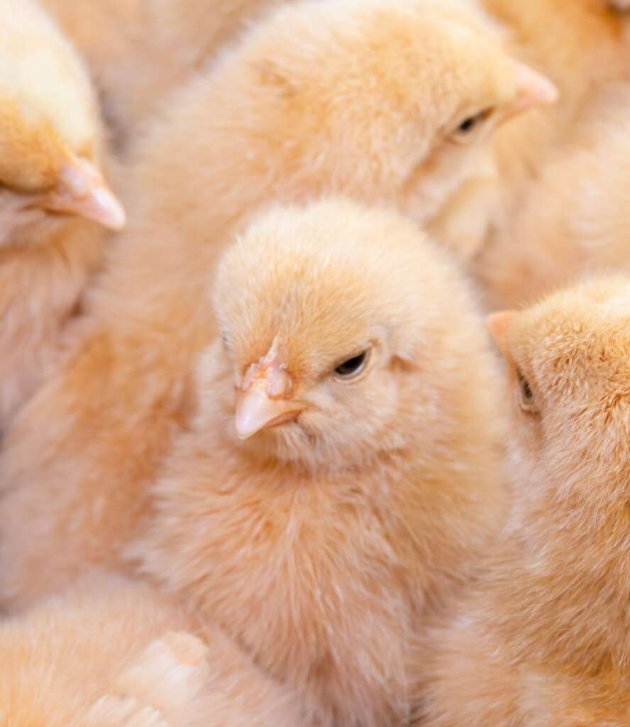 Close up newborn chicken, chicken farm