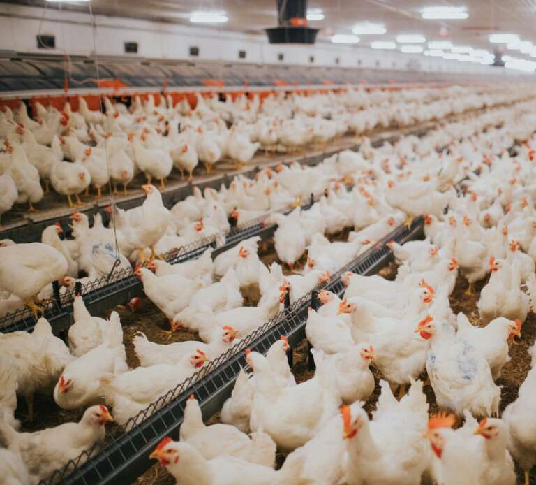 Selective focus shot of indoors chicken farm, chicken feeding