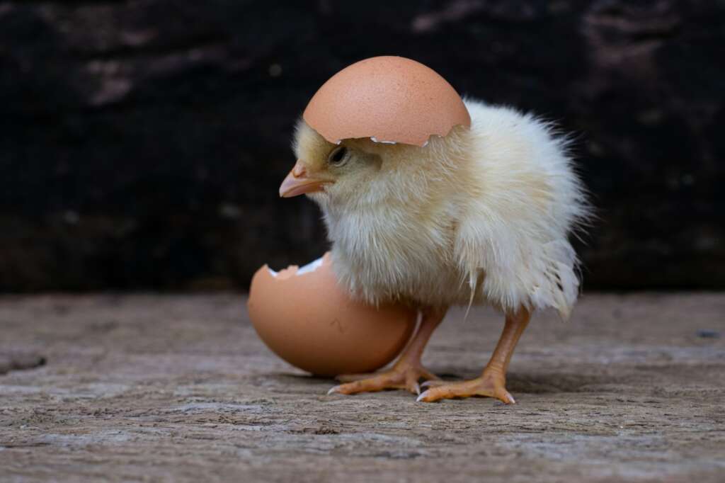 Chicken hatching from an egg and eggshell